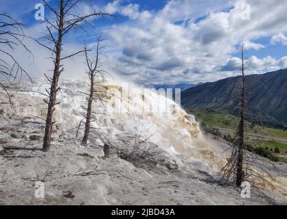 Tote Bäume auf Calciumcarbonat-Terrassen von Mammoth Hot Springs, Yellowstone National Park, Wyoming, USA. Weiße geothermische Terrassen mit toten Bäumen Stockfoto