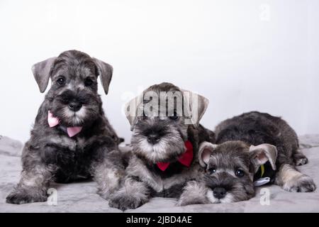 Drei kleine schwarze bärtige Schnauzer Welpen liegen nebeneinander auf dem Bett und schauen dich an. Familie von Welpen liegen zusammen. Welpen mit Schleife Stockfoto