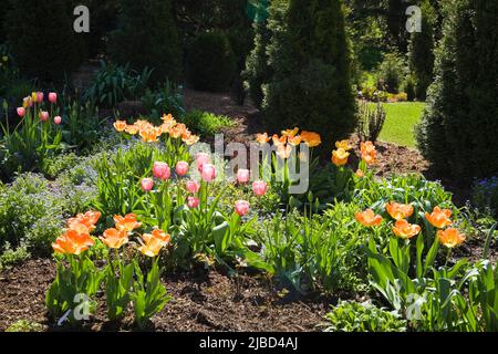 Grenze mit orangen und roten Tulipa - Tulpen, Thuja occidentalis 'Unicom' Zedernbäume in schrägen Garten im Garten im Frühling, Quebec, Kanada. Dieses Bild ist Stockfoto