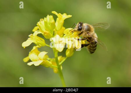 Biene auf Rapsblüte Stockfoto