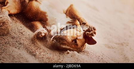 Lustige fröhliche Ingwer Hund der Bullterrier Rasse spielt mit Sand am Strand. Niedliches Haustier. Stockfoto
