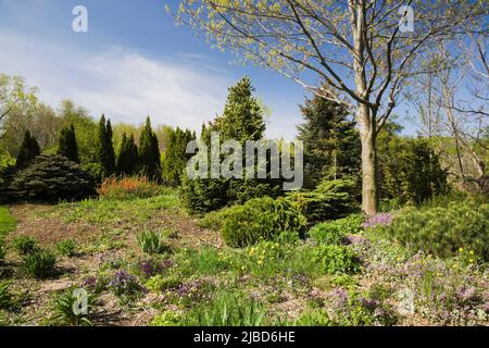 Quercus rubra - Rote Eiche und gemischte Blumen, Sträucher und immergrüne Bäume an der Grenze im Garten im Garten im Frühjahr. Stockfoto