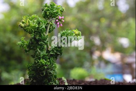 Citronella Mückenabweisende Pflanze mit rosa Blütenknospen aus der Nähe. Frische aromatische, therapeutische Pflanze im Boden, Nahaufnahme. Stockfoto