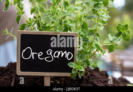 Vegano kulinarisches Kraut, aromatische und therapeutische Pflanze und Text-Label. Origanum vulgare, wilder oder süßer Majoran im Boden, Nahaufnahme. Stockfoto