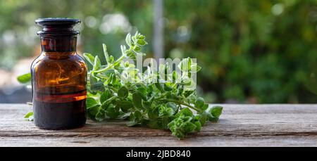 Ätherisches Öl aus dem Kräuteroregano aus nächster Nähe. Aromatische kulinarische und therapeutische Pflanze, Aromatherapie und Homöopathie. Origanum vulgare, wilder oder süßer Majoran Stockfoto