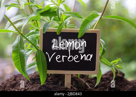 Zitronenverbena Kraut und Text Etikett. Aloysia citrodora frische aromatische und therapeutische Pflanze, Kräutertee und kulinarische Nutzung. Stockfoto