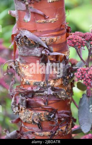 Prunus serrula Stockfoto