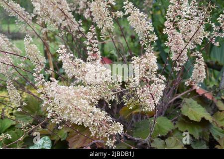 Heuchera Bronze Beauty Stockfoto