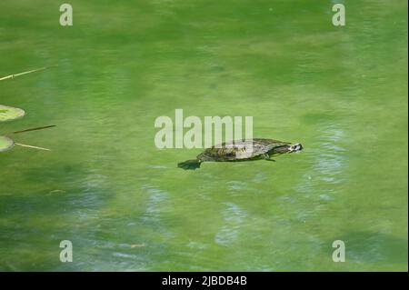 Wien, Österreich. Rotohriger Slider (Trachemys scripta elegans) beim Schwimmen im Wasserpark Floridsdorf Stockfoto