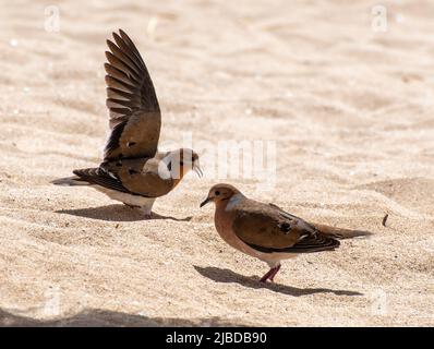 Ein Paar Zenaida-Tauben kämpfen am Strand Stockfoto