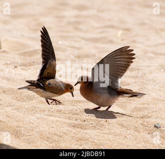 Ein Paar Zenaida-Tauben kämpfen am Strand Stockfoto