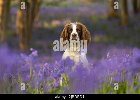 Spaniel in Bluebells Stockfoto