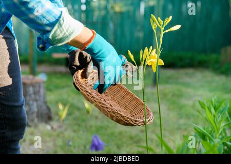 Gärtner Hände in Gartenhandschuhen mit Beschneider Pflege für gelbe Tageslilien Blumen in Blumenbeet Stockfoto