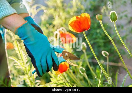 Gärtner Hände in Gartenhandschuhe mit Beschneider Pflege für rote Mohnblumen im Blumenbett Stockfoto