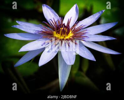 Auftauchende Vegetation Calgary Zoo Alberta Stockfoto