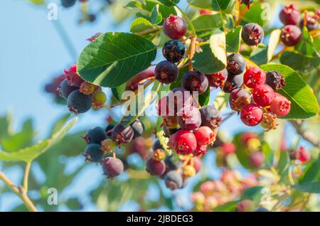 Zweig der farbigen reifen Beeren der Schattenbeere Stockfoto