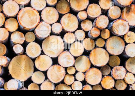 Stapel von Holzstämmen als Hintergrund - Textur Stockfoto