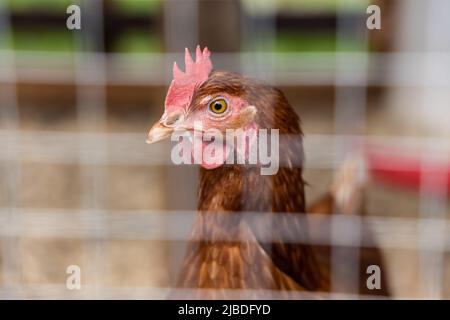 Nahaufnahme selektive Fokusansicht einer einzelnen ISA Brown-Henne in einer Hühnerstall, mit verschwommenem Gehäusedraht im Vordergrund und Kopierraum links. Stockfoto