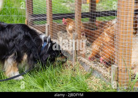 Nahaufnahme eines schwarzen langhaarigen großen Hunders, der neugierig einen Hühnerstall mit einer Gruppe von eingekerkalten braunen Hühnern untersuchte. Mit Kopierbereich. Stockfoto