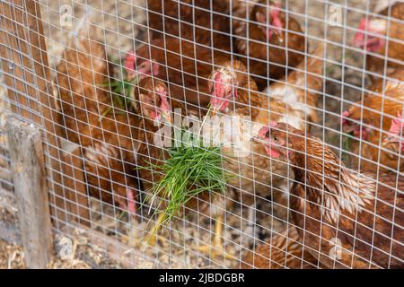 Nahaufnahme einer Gruppe von ISA-braunen Hühnern, die in einem Coop durch Hühnergeflecht gesehen wurden. Frische grüne Grashalme halten sich zur Futterzeit durch das Gehäuse. Stockfoto