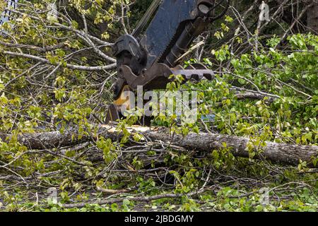 Nahaufnahme des Zangeneiters eines hydraulischen Baggers bei der Arbeit, der die Fahrbahn freimacht, nachdem Sturmwind Trümmer und Baumstämme in die Straße bläst. Stockfoto