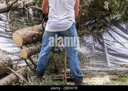 Ein Baumpfer wird von hinten bei der Arbeit gesehen. Mit einer Kettensäge eine Kiefer in Holzstämme hacken, wobei Sägemehl zu Boden fällt und Platz für eine Kopie nach rechts ist. Stockfoto