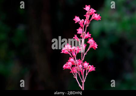 Blühender Zweig der Korallenglocken oder Heuchera sanguinea, Sofia, Bulgarien Stockfoto