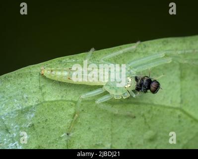 Grüne Krabbenspinne frisst Fliegenreibe auf Blatt Stockfoto