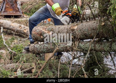 Nahaufnahme eines Baumchirurgen, der Schutzhandschuhe und blaue Jeans trägt und mit einer Kettensäge bei der Säuberung nach starken Winden umgestürzte Bäume hackt. Stockfoto