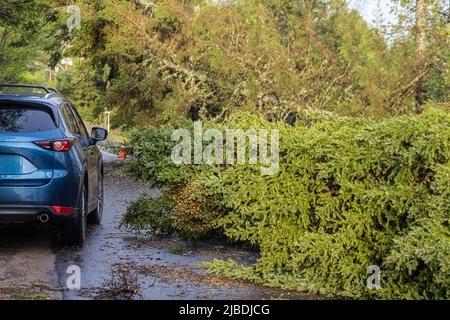 Von hinten sieht man einen Geländewagen, der auf einer Autobahn um eine entwurzelte Kiefer fährt, nachdem ein starker Sturm Hurrikan-Winde hervorgebracht hat. Platz nach rechts kopieren. Stockfoto