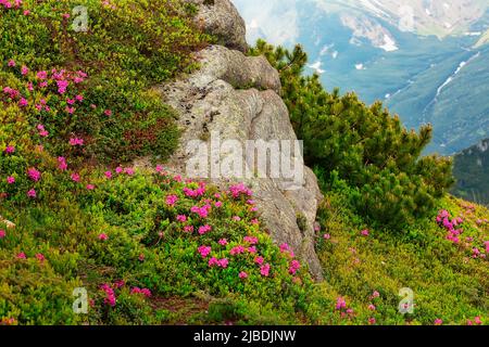 Wunderschöne Berglandschaft mit blühenden Rhododendren, sommerlicher Hintergrund im Freien Stockfoto