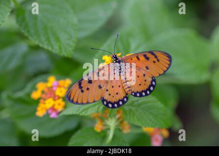 Offenes geflügeltes Foto des tawnigen coster-Schmetterlings. Stockfoto
