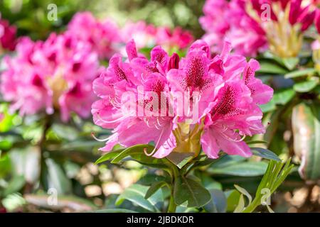 Leuchtend rosa Rhododendron-Hybridum im Frühling blühende, kosmopolitische Blüten mit grünen Blättern im Garten. Stockfoto