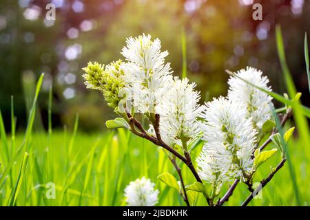 Im Frühling blühen im Garten die Blüten der White Mountain Witch Alder (Fothergilla Major oder Bottle Brush Plant) mit grünen Blättern. Stockfoto