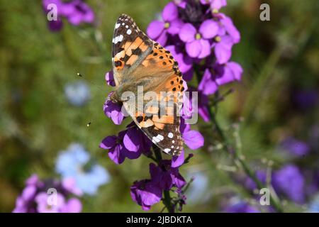 Gemalter Lady-Schmetterling (Vanessa cardui) auf purpurroter russischer Wandblume in einem Somerset-Garten. Stockfoto