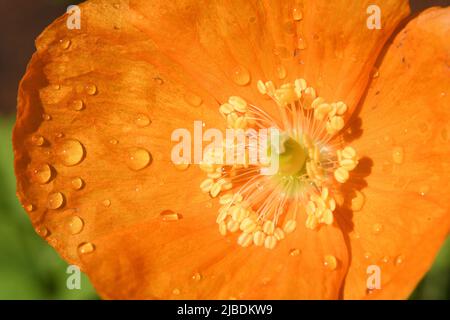 Orange Welsh Mohn 'Meconopsis cambrica aurantiaca' bedeckt mit Regentropfen im Frühsommer. Stockfoto