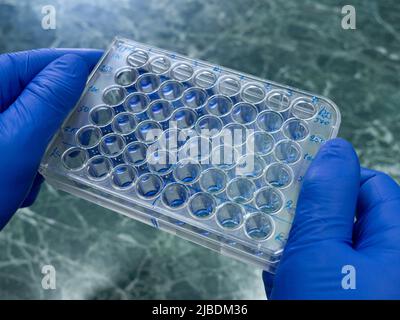 Immunologische Tablette mit großen Vertiefungen für die Analyse von Antikörpern hält der Wissenschaftler eine Labortablette aus nächster Nähe in den Händen. Stockfoto