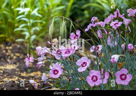 Kleine rosa Blüten. Unscharfer Hintergrund. Stockfoto