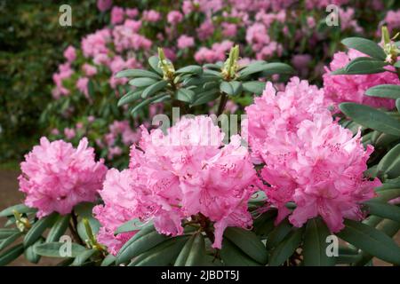 Schöne Rhododendronblüten aus der Nähe, üppig blühende Rhododendron auf dem Hintergrund. Sorten von hybriden Rhododendron-Büschen im Sommergarten. Stockfoto