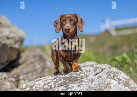 Miniatur-Dachshund steht auf einem Felsen Stockfoto