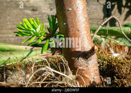 Neuer Ableger auf dem Stamm einer koreanischen Tanne (Abies koreana) Stockfoto