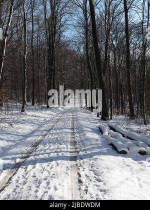 An einem sonnigen Wintertag werfen Laubbäume aus Laubwäldern lange Schatten über die Spuren auf einer leeren, schneebedeckten Straße. Stockfoto