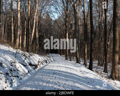 An einem sonnigen Wintertag werfen Laubbäume aus Laubwäldern lange Schatten über die Spuren auf einer leeren, schneebedeckten Straße. Stockfoto