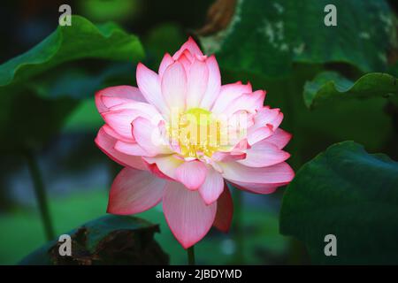 Blühende farbenfrohe Pfingstrosen-Lotusblume, Nahaufnahme von Rosa mit gelber Pfingstrosen-Lotusblume, die im Sommer im Teich blüht Stockfoto