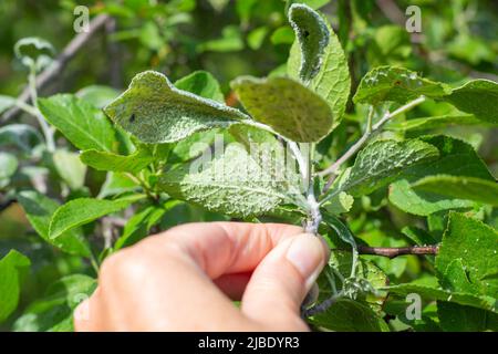 Eine Blattlauskolonie auf den grünen Blättern eines Pflaumenzweiges, der von den Fingern des Gärtners gehalten wird. Insektenschädlinge von jungen grünen Triebe. Stockfoto