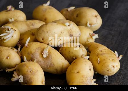 Gekeimte Kartoffeln. Makroaufnahme von Saatkartoffeln mit Sprossen. Wurzelpflanzen zum Pflanzen. Landwirtschaft und Landwirtschaft. Stockfoto