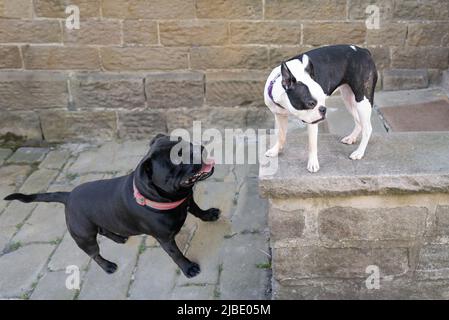 Boston Terrier steht auf einer Steinmauer, während ein Staffordshire Bull Terrier von einer niedrigeren Ebene aus aufschaut. Stockfoto