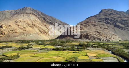 Getreidefeld im Wakhan-Tal, in der Region Gorno-badakhshan, an der Grenze zwischen Tadschikistan und Afghanistan. Wachan-Korridor. Hindukush Mountains Dieses Feld befindet sich auf Afgh Stockfoto