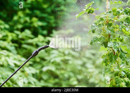 Sprühen von Baumblättern gegen Schädlinge mit Chemikalien oder ökologischen. Detail des Spritzens. Stockfoto