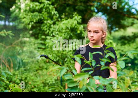 Teenager-Mädchen sprühen ökologische Produkt gegen Blattläuse und andere Schädlinge auf Obstbäume und andere Bäume im Garten und Obstgarten. Selektiver Fokus Stockfoto